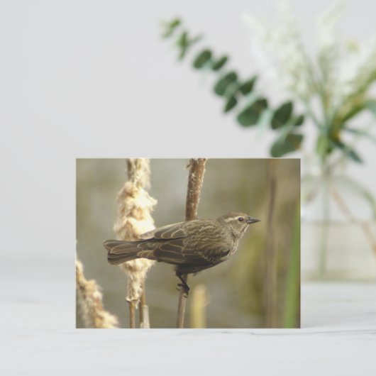 Roter Flügel (Weibchen) Postkarte (Stehend Vorderseite)