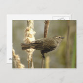 Roter Flügel (Weibchen) Postkarte (Vorne/Hinten)