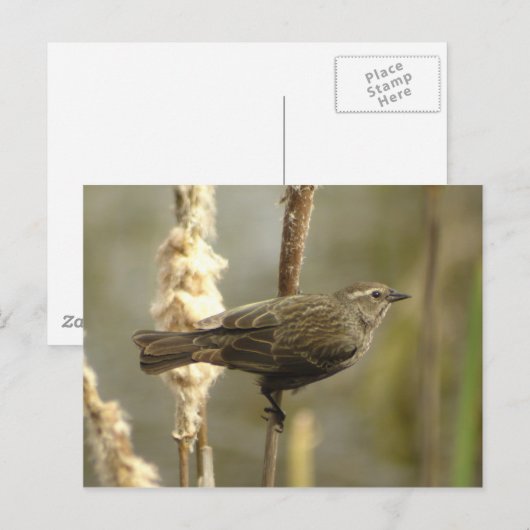 Roter Flügel (Weibchen) Postkarte (Vorne/Hinten)