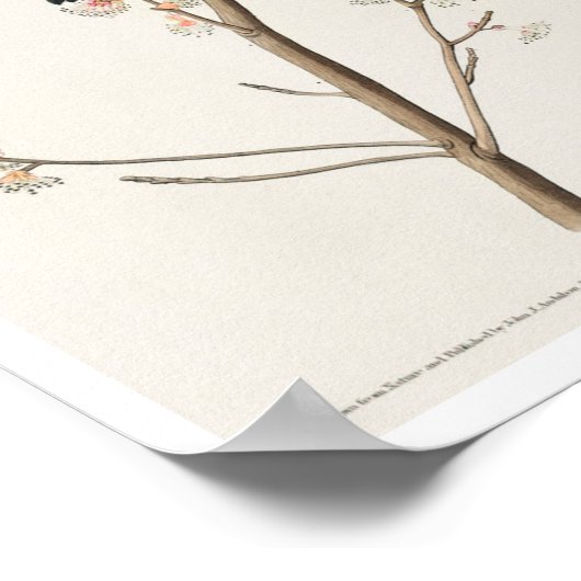 Roter Flügeldrachen oder Marsh Blackbird von Audub Poster (Ecke)