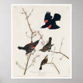 Roter Flügeldrachen oder Marsh Blackbird von Audub Poster (Vorne)
