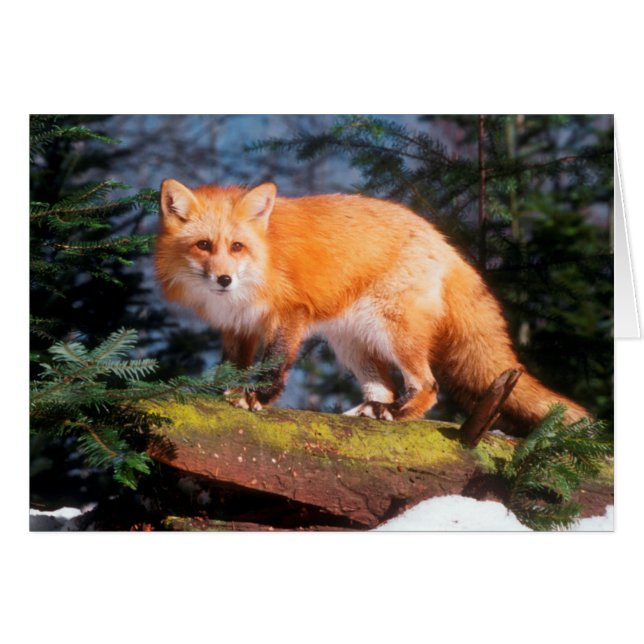 Roter Fox auf einem log (Vorderseite (Horizontal))