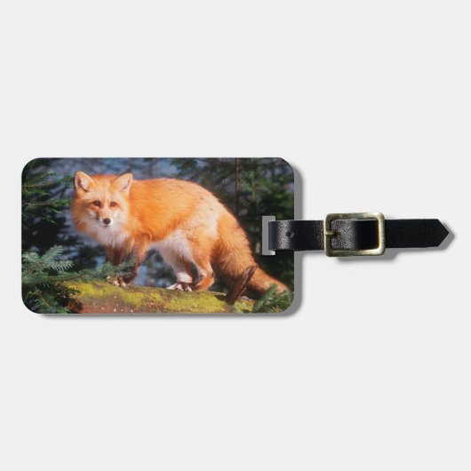 Roter Fox auf einem log Gepäckanhänger (Vorderseite horizontal)
