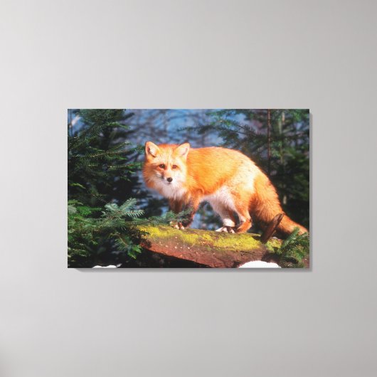 Roter Fox auf einem log Leinwanddruck (Vorderseite)