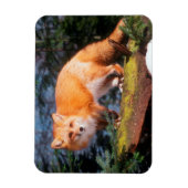 Roter Fox auf einem log Magnet (Vertikal)