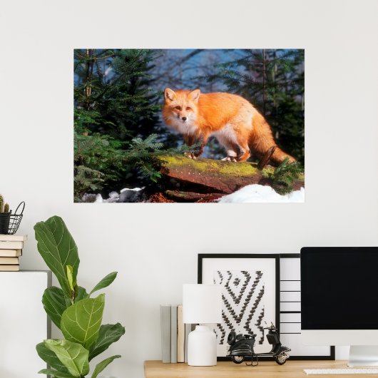 Roter Fox auf einem log Poster (Heimbüro)
