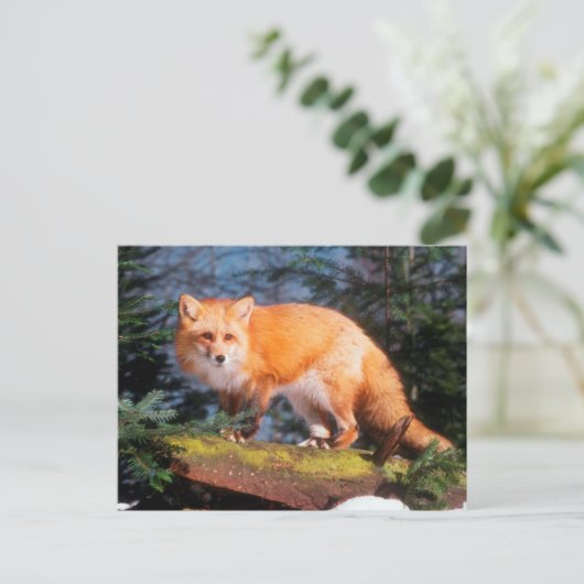 Roter Fox auf einem log Postkarte (Stehend Vorderseite)