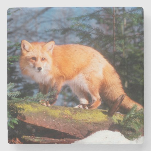 Roter Fox auf einem log Steinuntersetzer (Vorderseite)