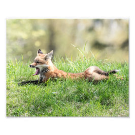Roter Fox-Ausrüstung Fotodruck