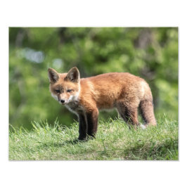 Roter Fox-Ausrüstung Fotodruck