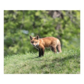 Roter Fox-Ausrüstung Fotodruck (Vorne)