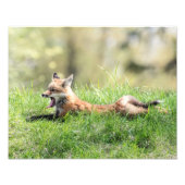 Roter Fox-Ausrüstung Fotodruck (Vorne)