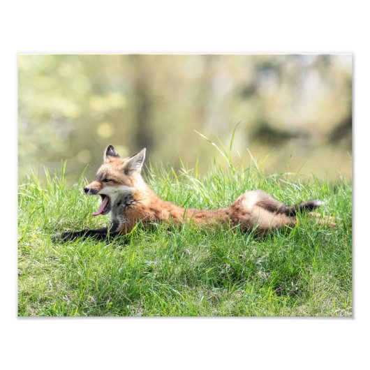 Roter Fox-Ausrüstung Fotodruck (Vorne)