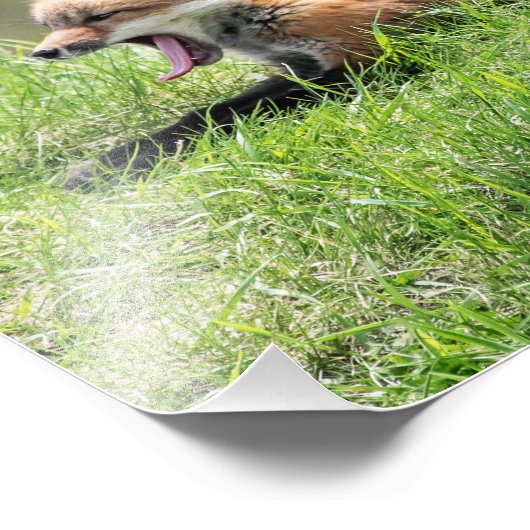 Roter Fox-Ausrüstung Fotodruck (Ecke)