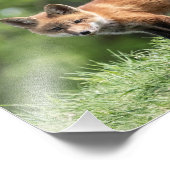 Roter Fox-Ausrüstung Fotodruck (Ecke)