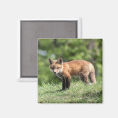 Roter Fox-Ausrüstung Magnet (Vorderseite/Rückseite)