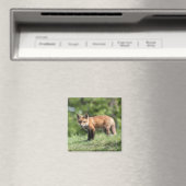 Roter Fox-Ausrüstung Magnet (In Situ (Geschirrspüler))