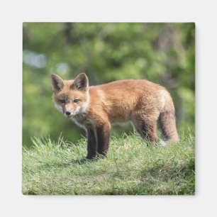Roter Fox-Ausrüstung Magnet