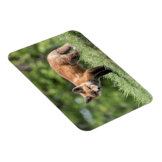 Roter Fox-Ausrüstung Magnet (Rechte Seite)