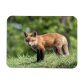 Roter Fox-Ausrüstung Magnet (Horizontal)