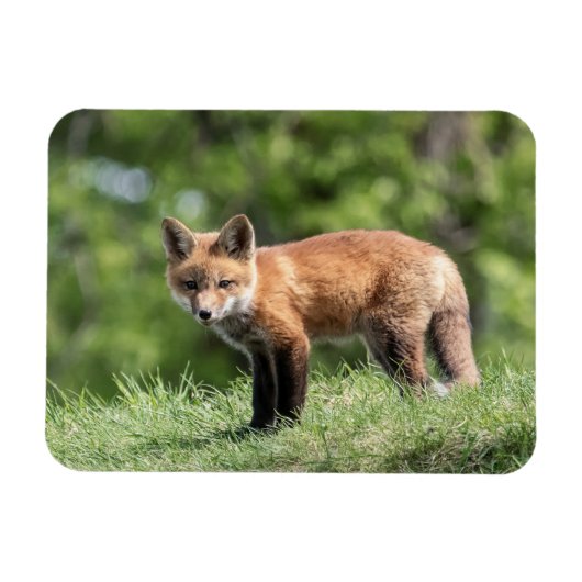 Roter Fox-Ausrüstung Magnet (Horizontal)