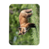 Roter Fox-Ausrüstung Magnet (Vertikal)