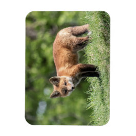 Roter Fox-Ausrüstung Magnet