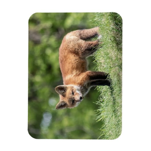 Roter Fox-Ausrüstung Magnet (Vertikal)