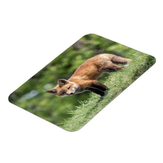 Roter Fox-Ausrüstung Magnet (Linke Seite)