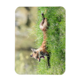 Roter Fox-Ausrüstung Magnet