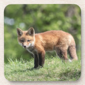 Roter Fox-Ausrüstung Untersetzer (Vorderseite)