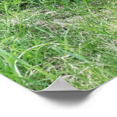 Roter Fox-Ausrüstungen Poster (Ecke)