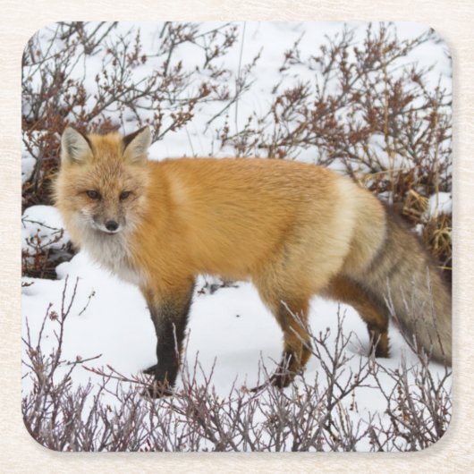 Roter Fox im Schnee im Winter Rechteckiger Pappuntersetzer (Vorderseite)