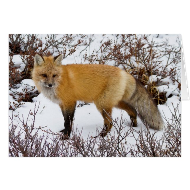 Roter Fox im Winter (Vorderseite (Horizontal))