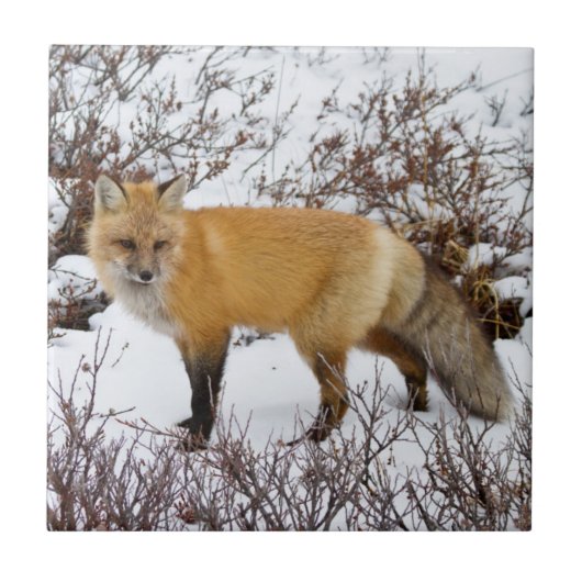 Roter Fox im Winter Fliese (Vorderseite)