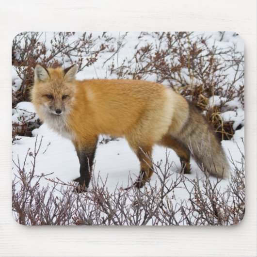 Roter Fox im Winter Mousepad (Vorne)