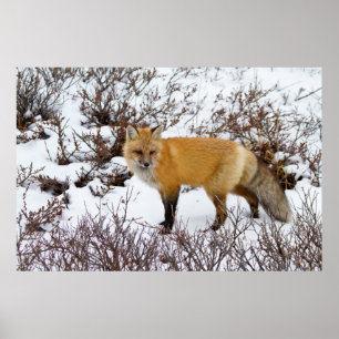 Roter Fox im Winter Poster