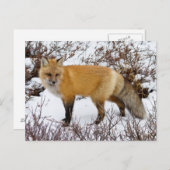 Roter Fox im Winter Postkarte (Vorne/Hinten)