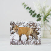 Roter Fox im Winter Postkarte (Stehend Vorderseite)