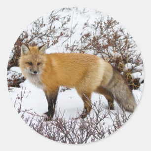Roter Fox im Winter Runder Aufkleber