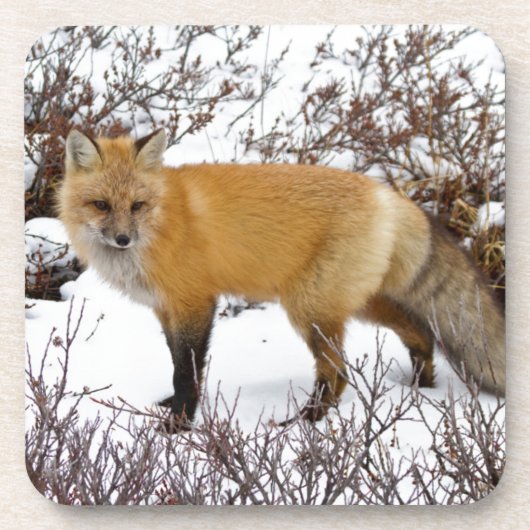 Roter Fox im Winter Untersetzer (Vorderseite)