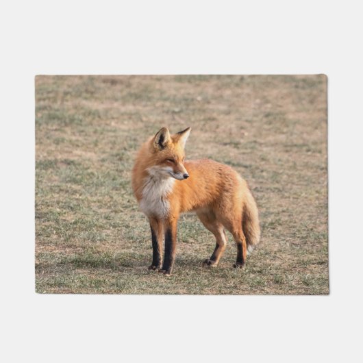 Roter Fox in einem Feld Fußmatte (Vorderseite)