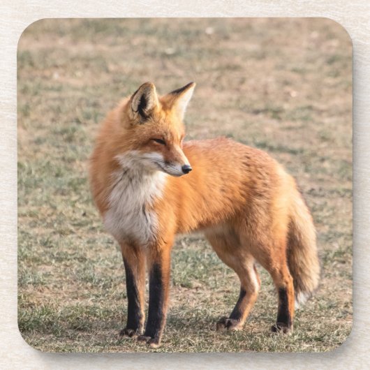 Roter Fox in einem Feld Getränkeuntersetzer (Vorderseite)