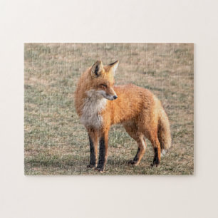 Roter Fox in einem Feld Puzzle