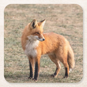 Roter Fox in einem Feld Rechteckiger Pappuntersetzer