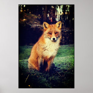 Roter Fox in einem Wald Poster