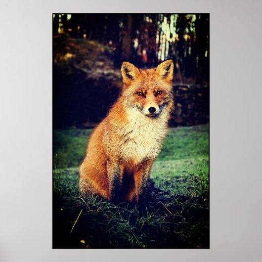 Roter Fox in einem Wald Poster (Vorne)