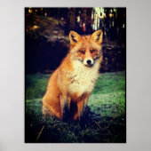 Roter Fox in einem Wald Poster (Vorne)