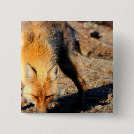 Roter Fox-Lebensraum-Quadrat-Button Button (Vorderseite)
