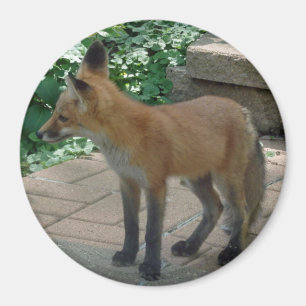 Roter Fox stehend Magnet